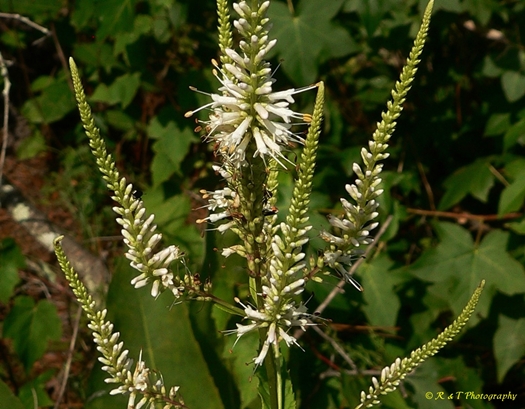 {Veronicastrum virginicum}